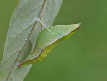 Palamedes Swallowtail chrysalis